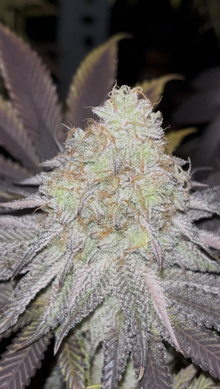 Mandarin Cookies R2