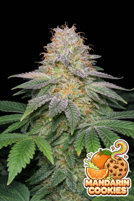 Mandarin Cookies R2
